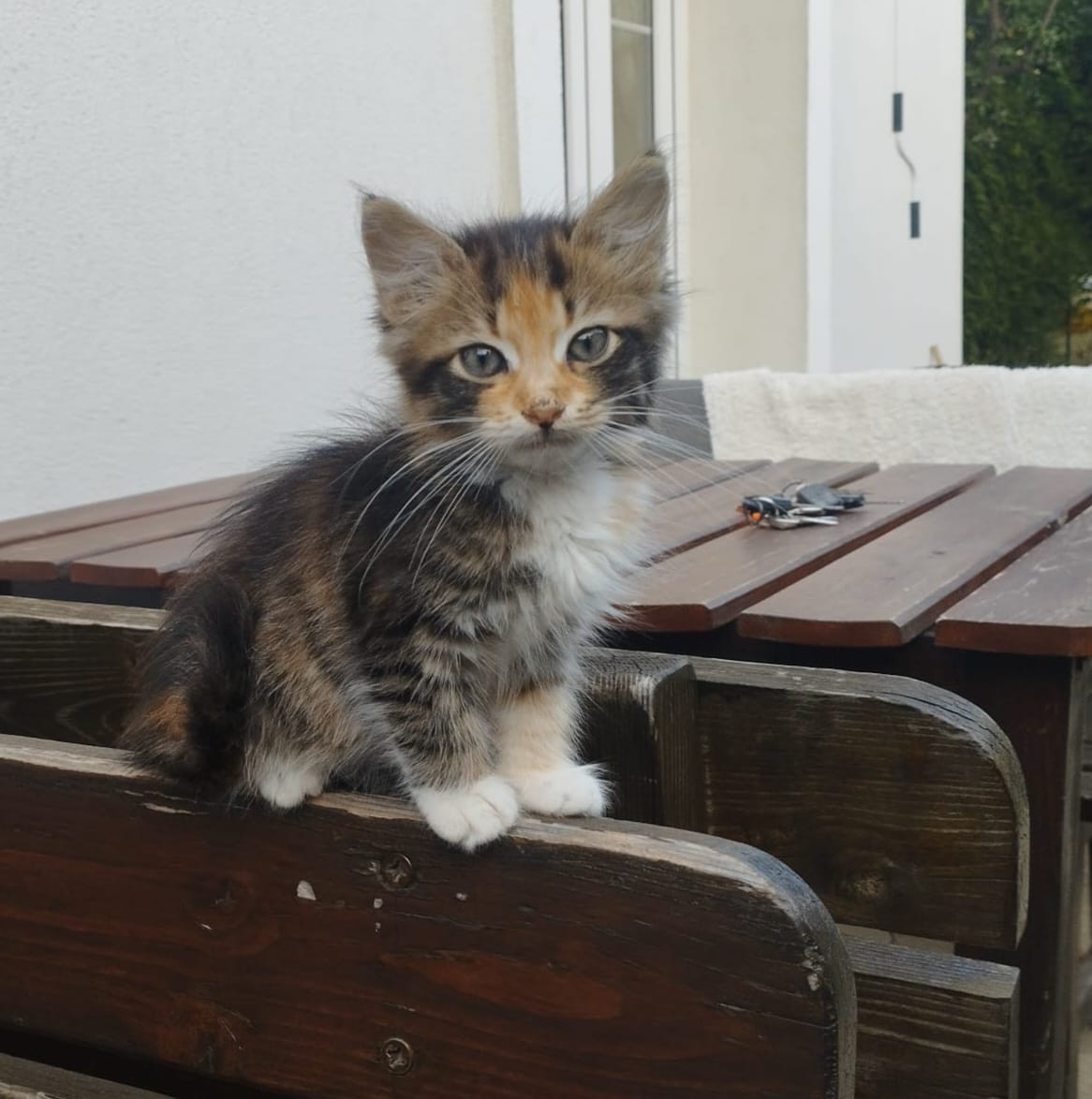 Poveste cu final fericit. O fetiță de 9 ani din Eforie le-a cerut ajutorul polițiștilor să-i găsească pisicuța