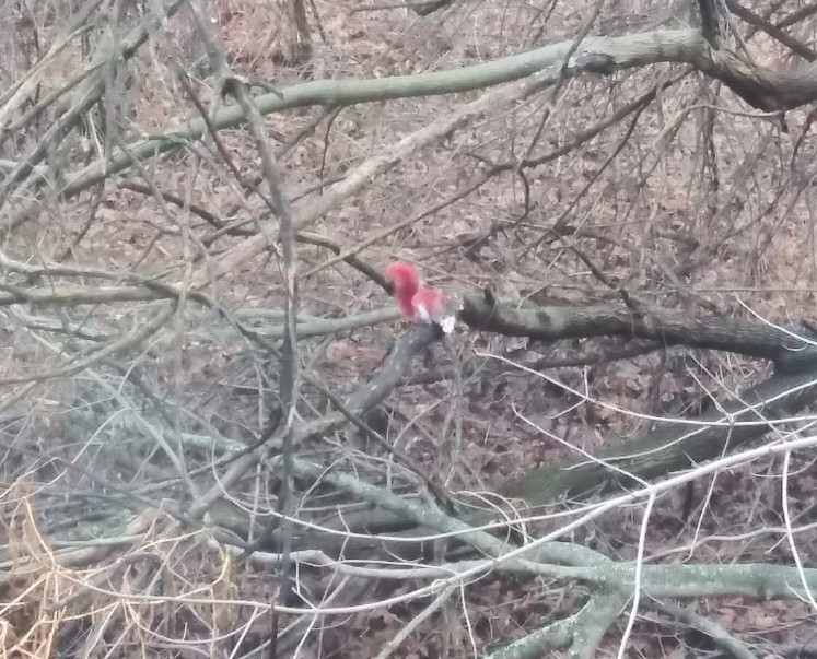 Apariția misterioasă a unor veverițe roșii a dus la o descoperire ciudată în New York. Ce au găsit autoritățile