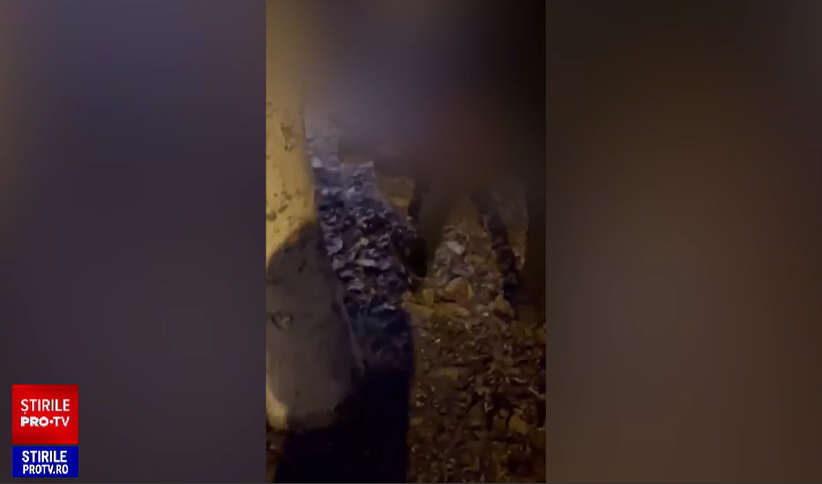 Gașca de adolescenți „RSS” din Târgu Mureș care a îngrozit orașul. Mai mulți copii au ajuns la spital bătuți