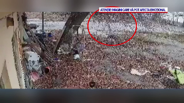 Trei câini au fost otrăviți de un individ în Galați. Unul a fost lovit intenționat cu mașina