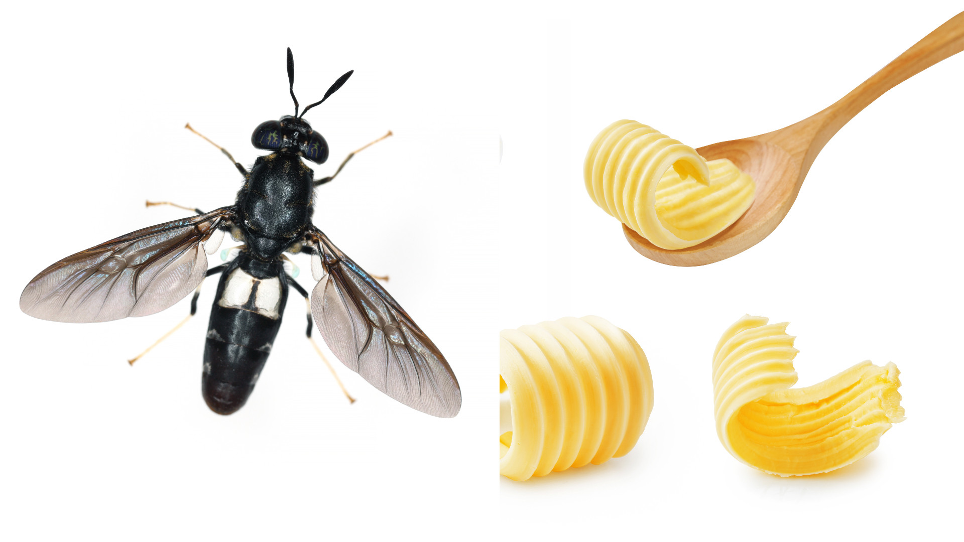 Untul de muscă, un nou aliment care ar putea ajunge pe rafturile magazinelor. Ce au descoperit cercetătorii