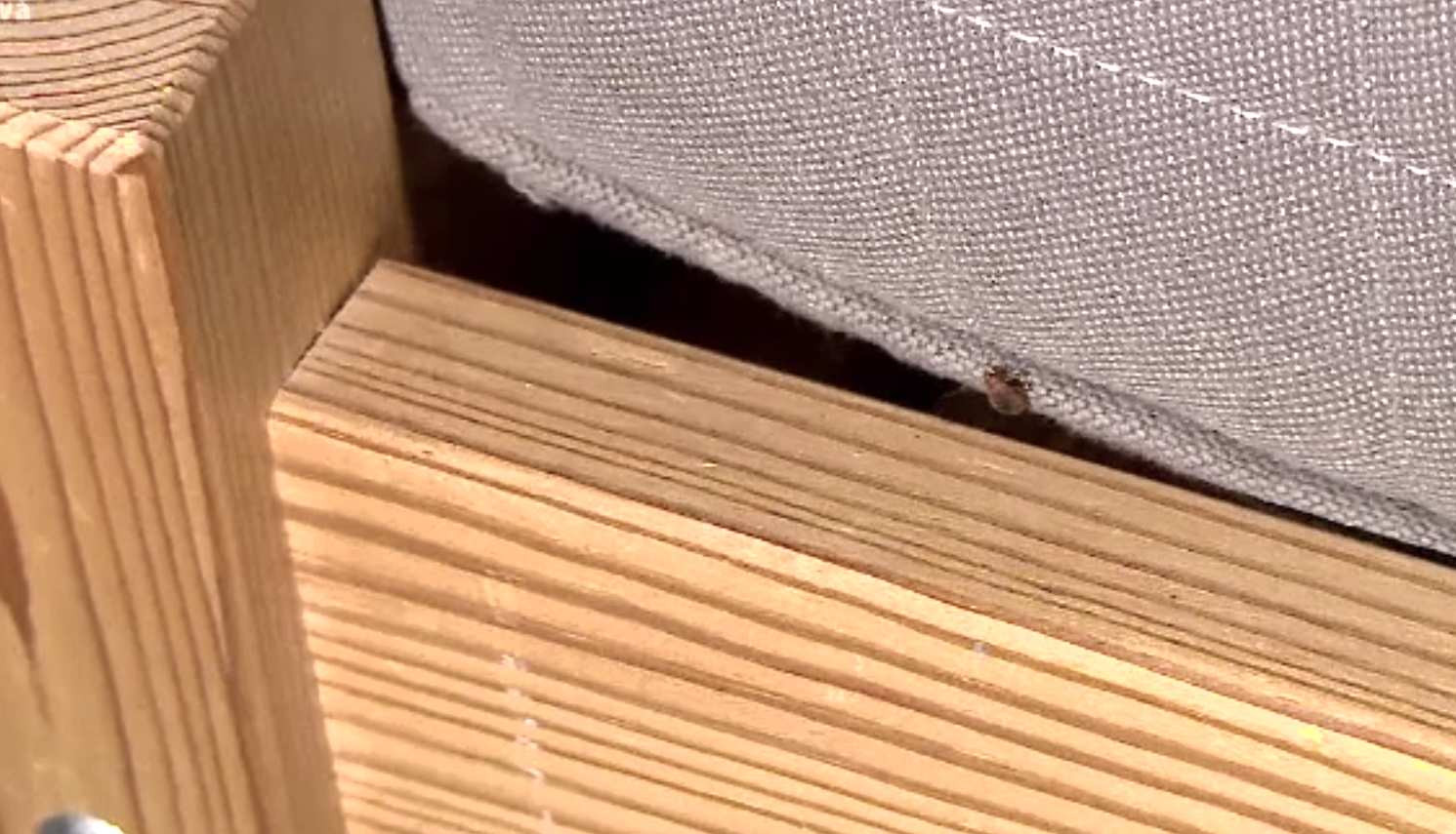 Război cu ploșnițele la Spitalul Militar. O pacientă a venit cu insectele chiar și în documentele medicale