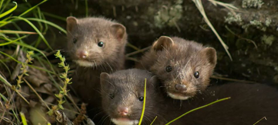 Suedia ne dă 350.000 de euro ca să ne recenzăm nurcile. „Mulți dintre acești bani se duc pe capcane”