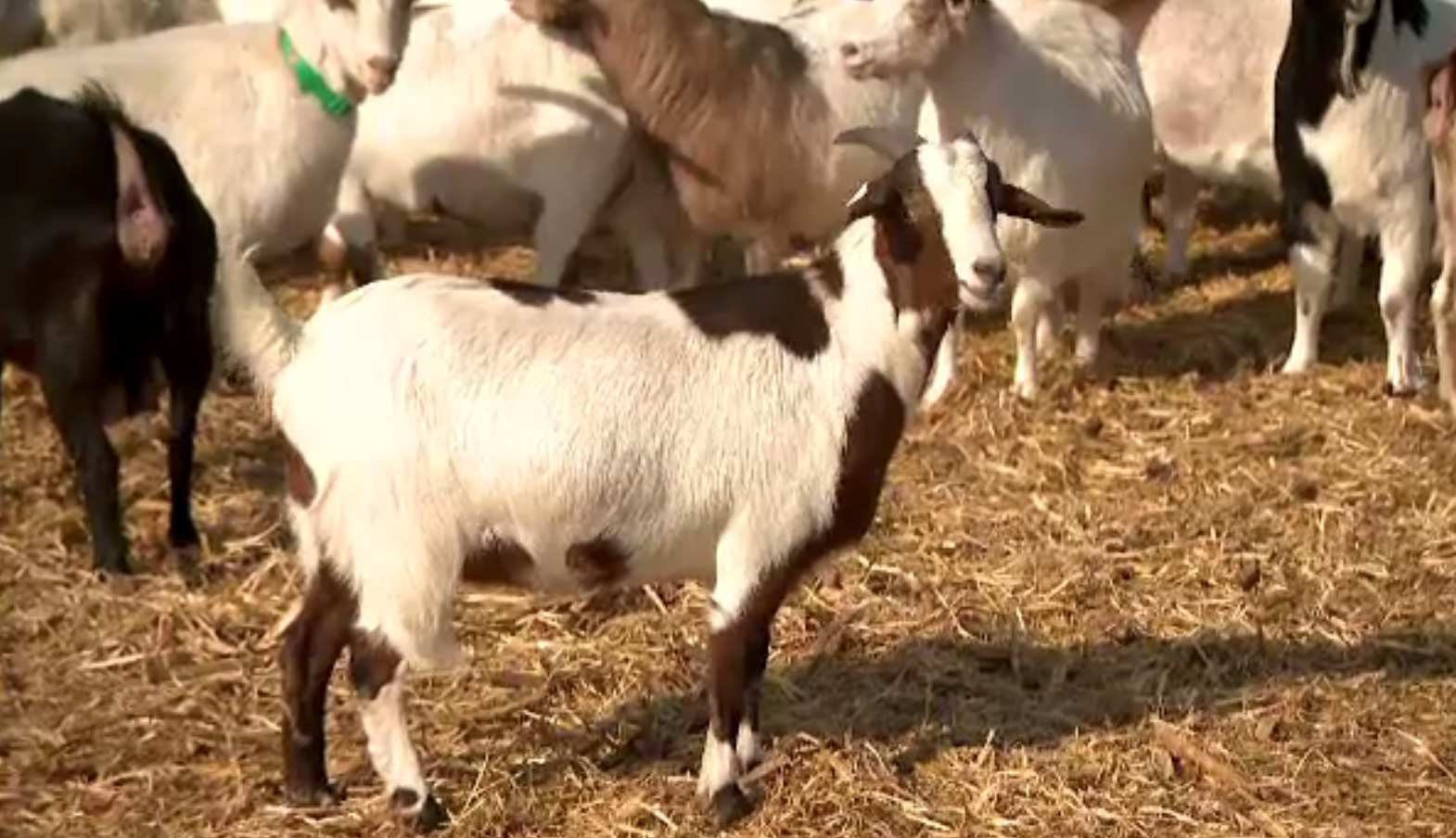 Capra cu gust de vacă a apărut în România. „Bocarp”, crescută la Institutul Palas Constanța, are carnea ca de vițel