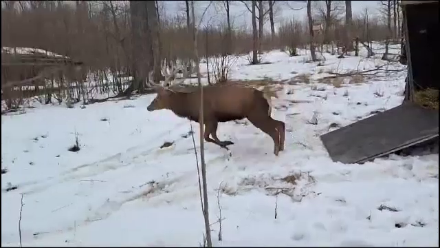 Noi exemplare de cerbi și ciute la crescătoria din Sinești. Pesta porcină africană a redus cu 80% efectivele de mistreți