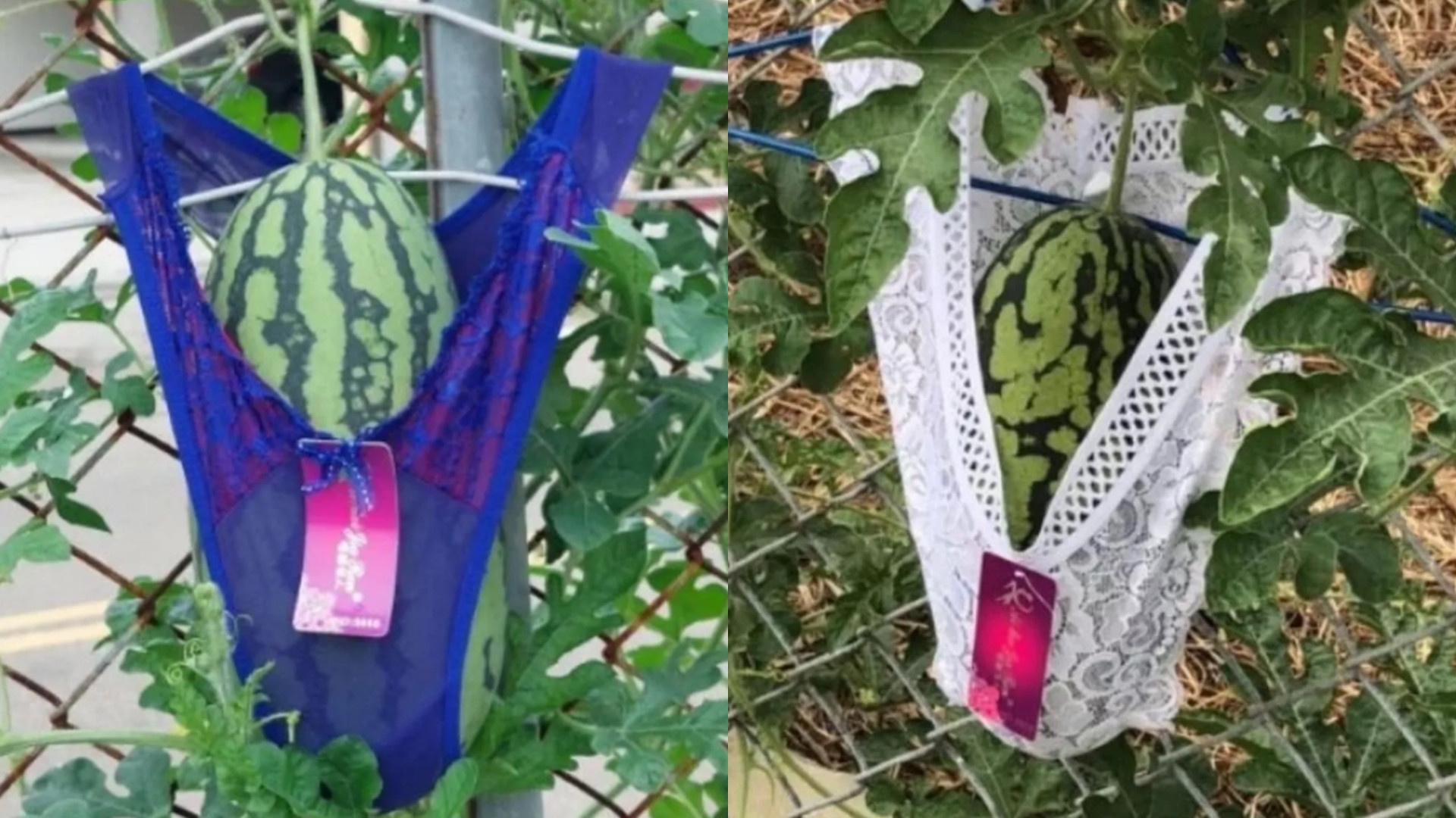 Motivul straniu pentru care un fermier pune lenjerie inimă pepenilor din grădină