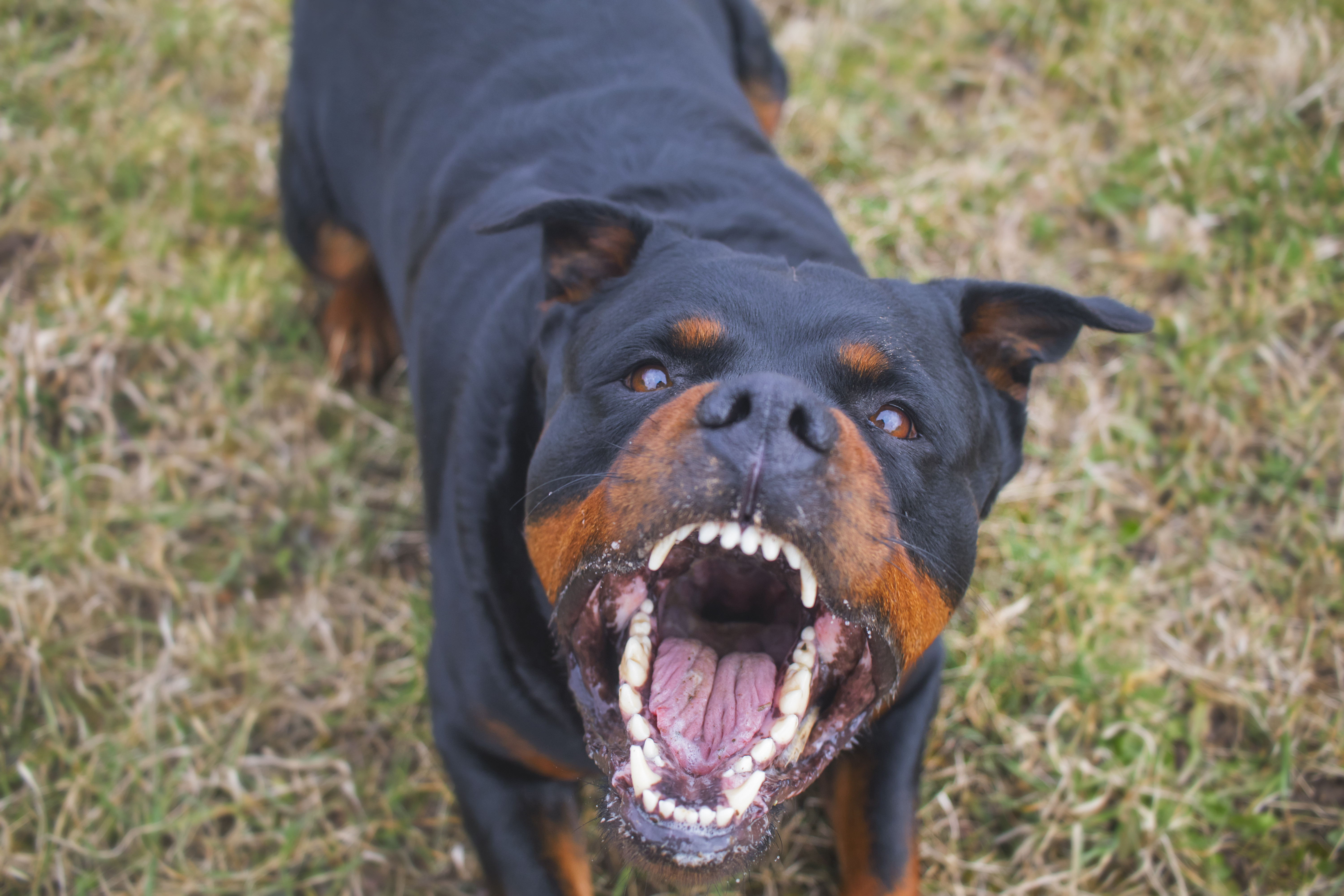 Un alergător a fost omorât de trei câini rottweiler într-un parc de lângă Roma