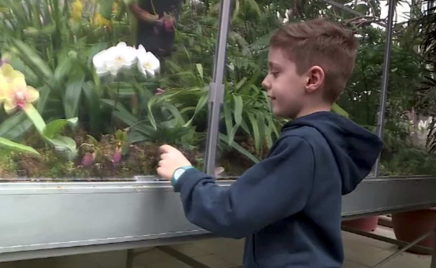 Plante exotice la Grădina Botanică din Iași. Un bilet costă 15 lei