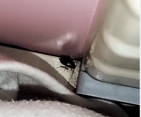 DSP Botoşani, după ce a fost semnalată prezenţa gândacilor în Spitalul Judeţean: ”Evidențele privind dezinsecţia lipsesc”