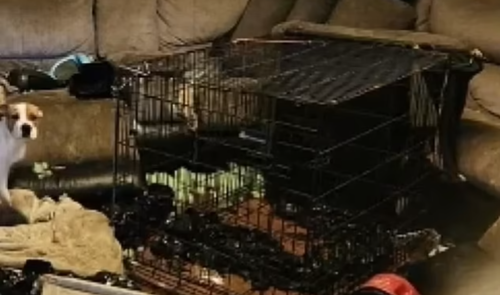 O fetiță de 6 ani a fost supusă unor torturi crunte: închisă în cușcă pentru câini, nemâncată, nespălată și bătută