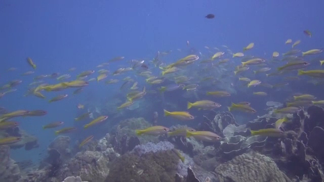 Impactul schimbărilor climatice și intervenției umane asupra speciilor migratoare. Avertisment ONU