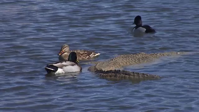 Teamă și confuzie într-un orășel din Arizona. Localnicii au avut parte de un șoc atunci când au ieșit la plimbare în parc