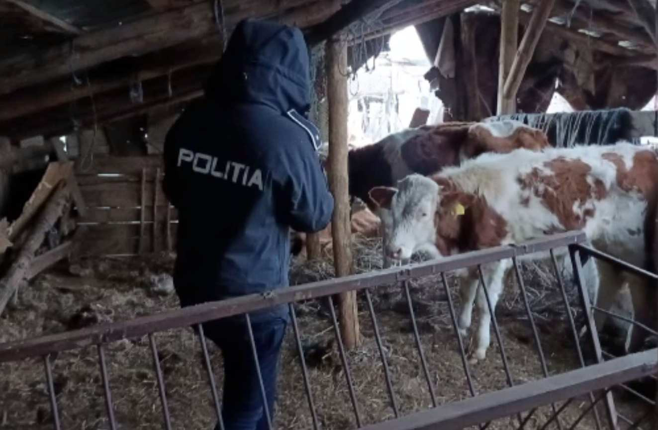 Situație șocantă la o fermă de vaci din Caraș-Severin: Animale moarte și lăsate să putrezească lângă cele vii și înfometate
