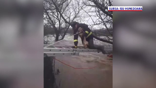 Imagini impresionante. Un cățel aflat în pericol să fie luat de o viitură a fost salvat de pompierii din Hunedoara