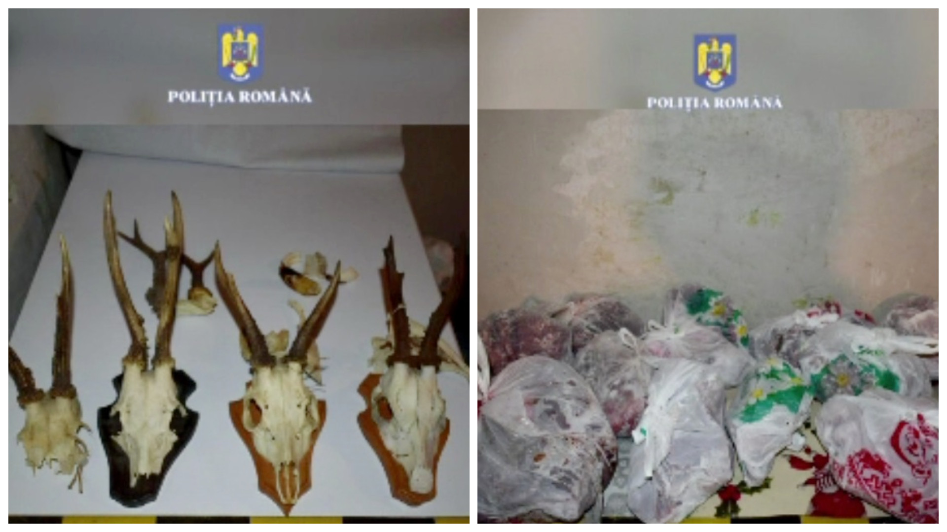 Oamenii legii au descins peste braconieri, în Neamț. Anchetatorii au găsit animale sălbatice vii și 35 de kilograme de vânat
