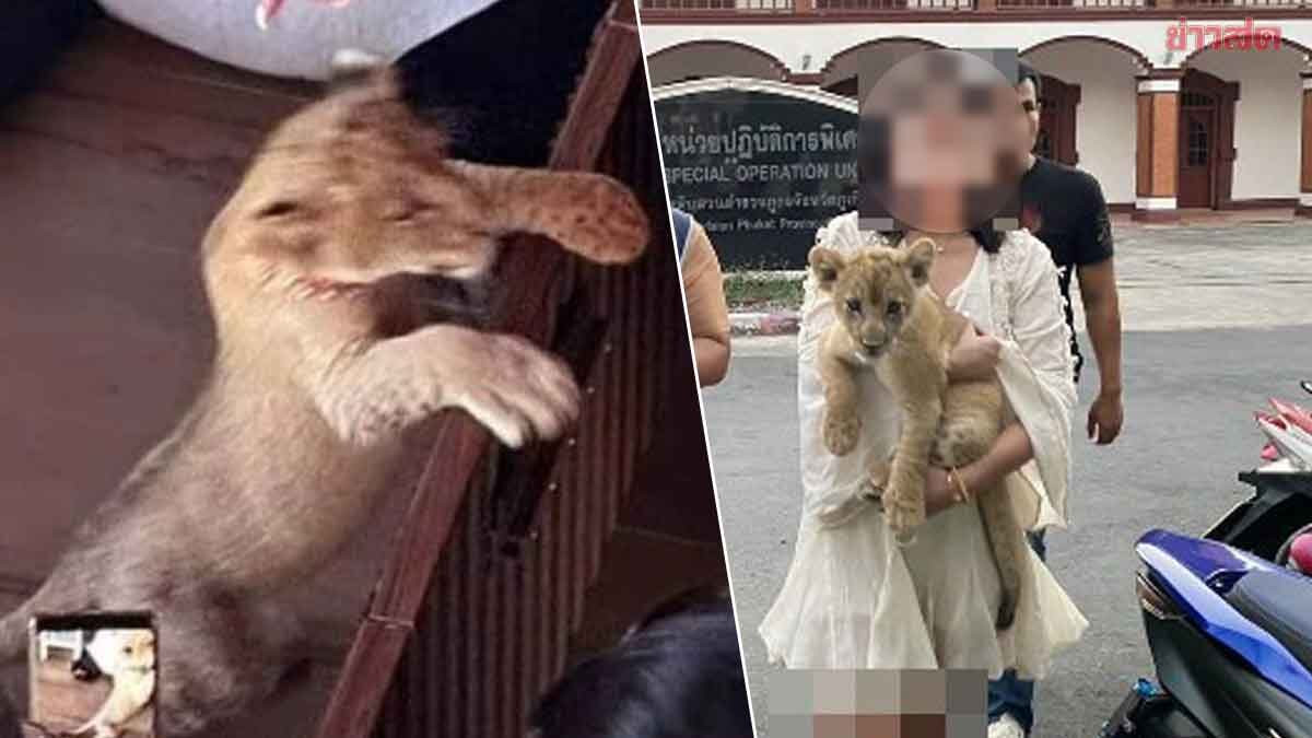 O femeie a crescut un pui de leu în camera unui hotel din Thailanda. În ce stare se află animalul