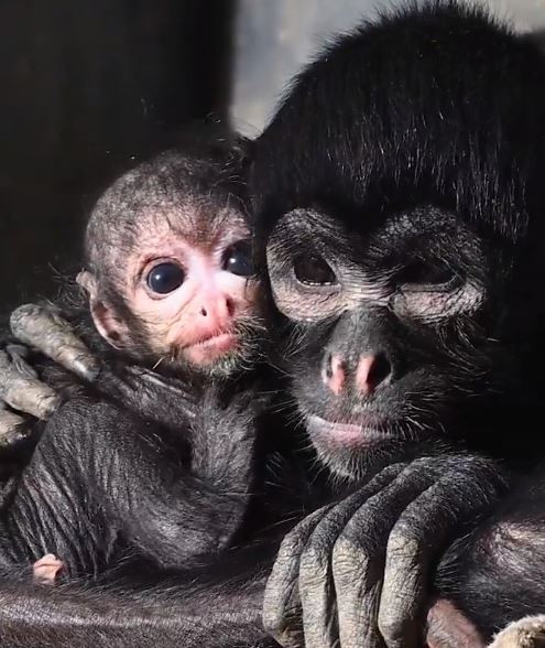 Cum arată maimuța păianjen. Mai mult de 80% din populația acestei specii a dispărut în ultimii 50 de ani