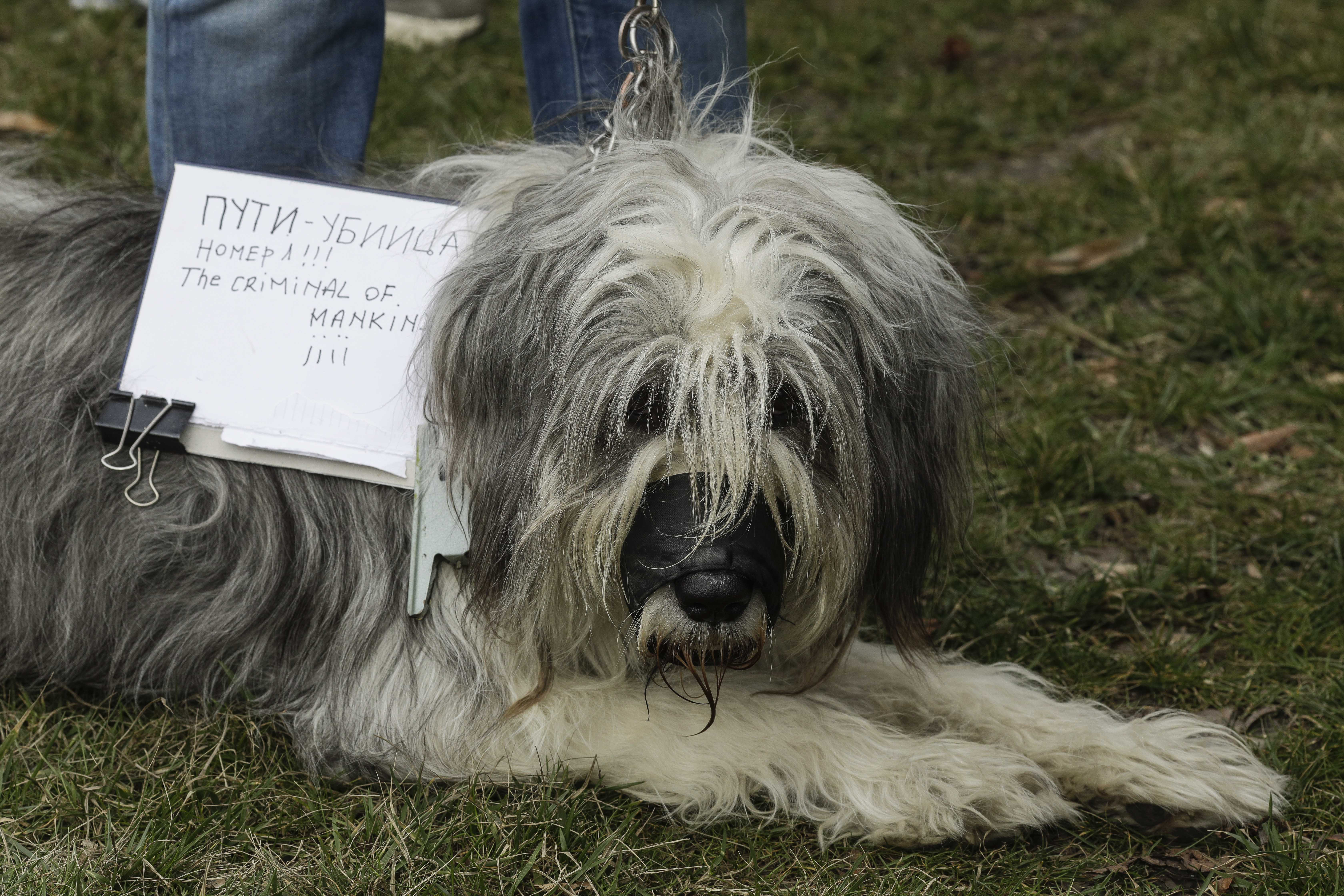 Aleksei Navaln&icirc;i la sediul Ambasadei Rusiei la Bucureşti