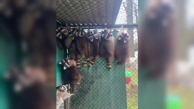 Ratonii aliniați pe grilaj la grădina zoologică din Rădăuți fac furori pe rețelele sociale: ”Nu pot să cred!”