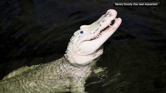 Zeci de monede au fost descoperite în stomacul unui aligator dintr-o grădină zoologică din Nebraska