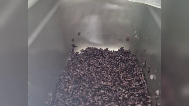 O cunoscută cherhana de pe litoral a fost închisă. Inspectorii ANPC, îngroziți: pește în putrefacție și legume mucegăite