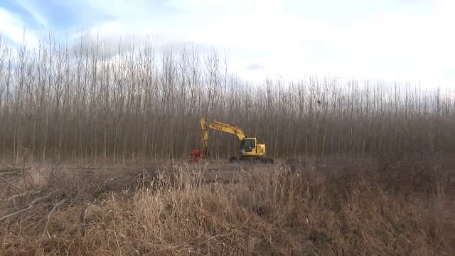 Fermierii au început recoltatul de plopi energetici. Au o putere calorică mai mare decât lemnul obișnuit. La ce sunt folosiți