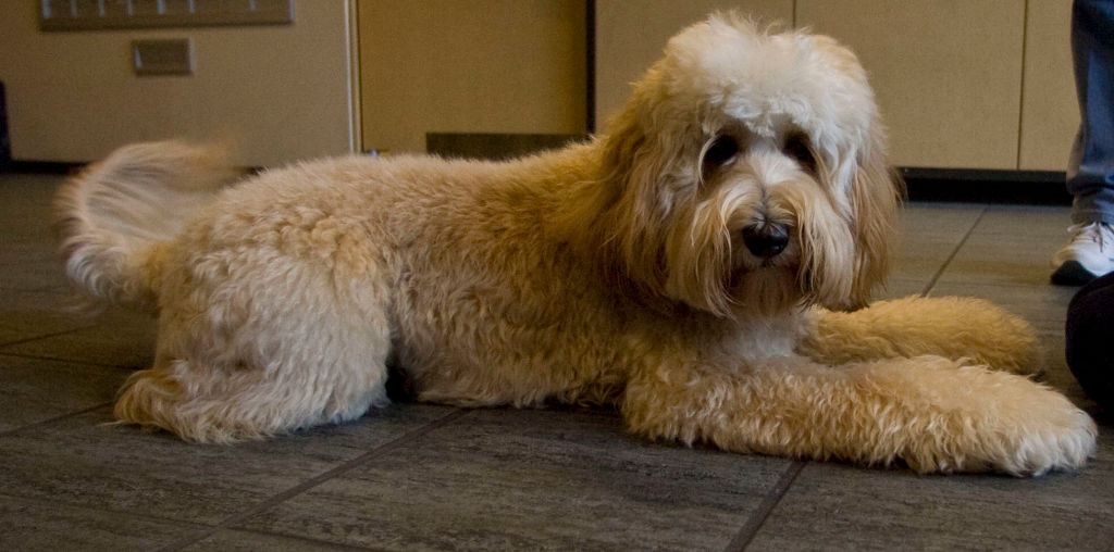 Un bărbat din Marea Britanie a strangulat până la moarte un individ, pentru a-i fura câinele