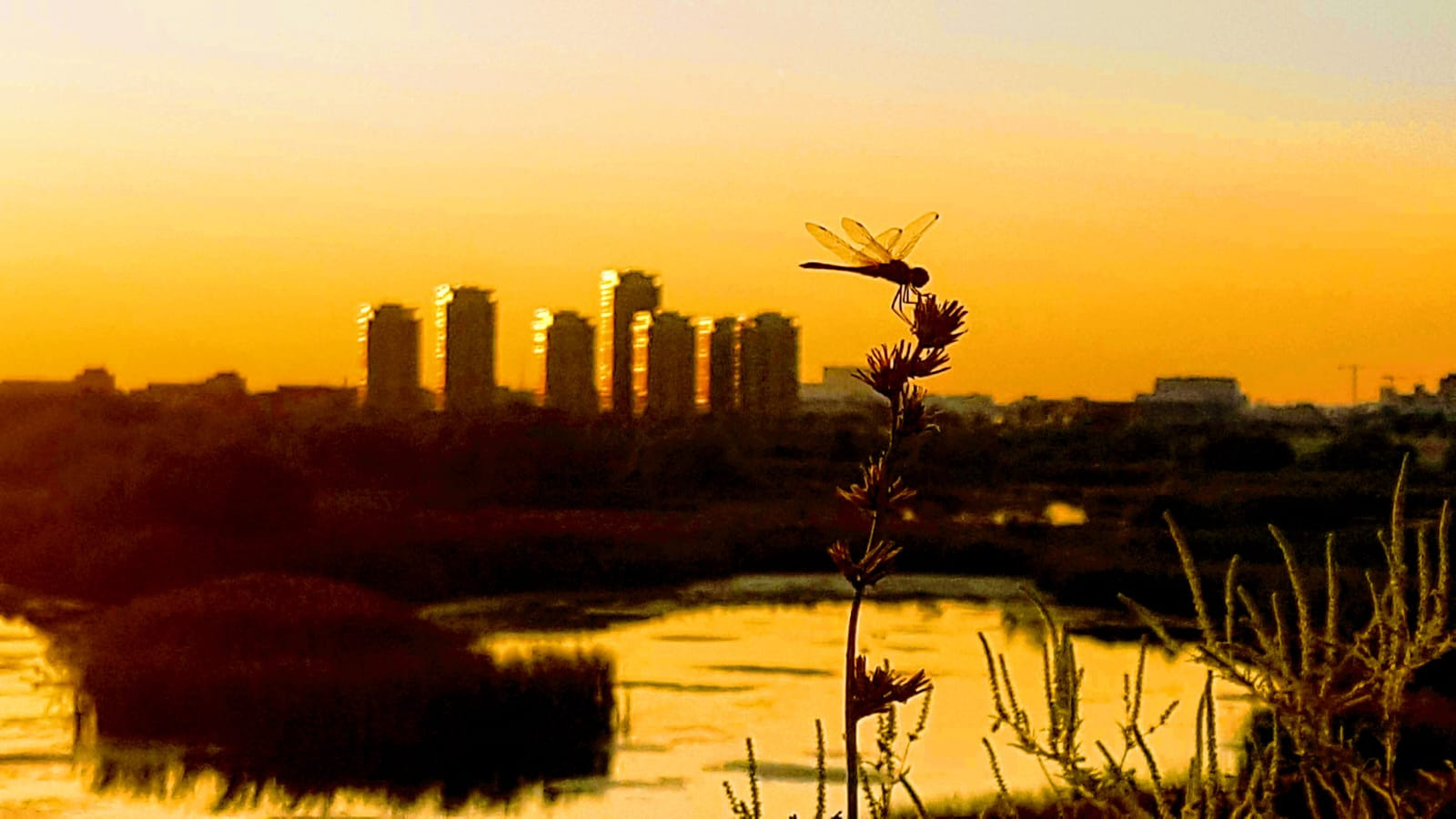 Locuri de plimbat in Bucuresti