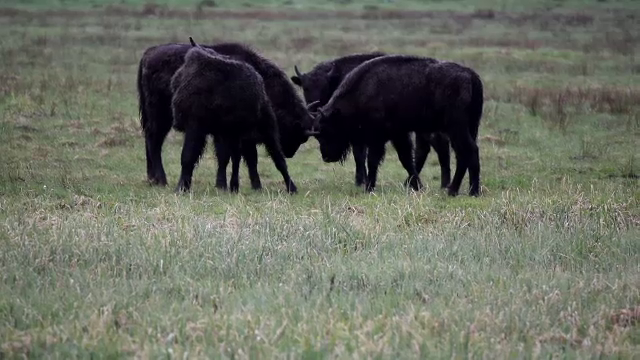 Specia care a revenit în România după 200 de ani și va ocupa toți Munții Carpați. A fost vânată până la dispariție