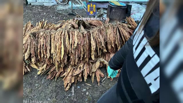 Un bărbat din Harghita a fost reținut după ce a vândut tutun mărunțit. Anchetatorii au confiscat marfă de 26.000 lei