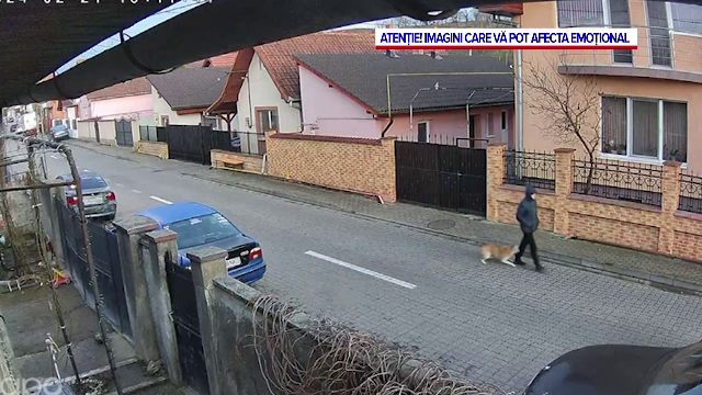 O femeie a fost atacată de un câine lăsat liber pe stradă, în Alba Iulia. Ce au surprins camerele de supraveghere | VIDEO