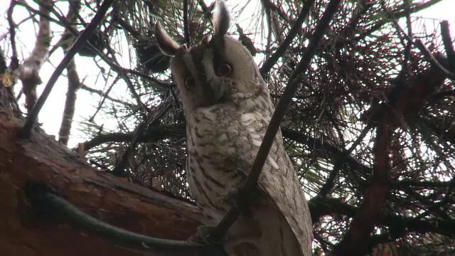 Bufnițele nu se împacă bine cu urbanizarea excesivă. Motivul pentru care scade numărul acestor păsări