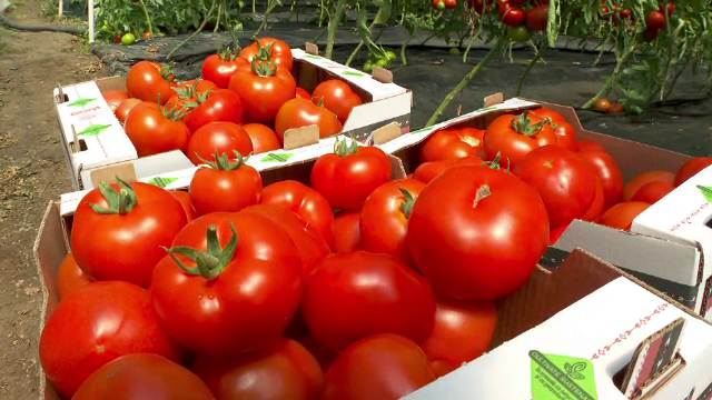 Cele trei categorii de fermieri care vor primi ajutor de stat pentru a-și crește producția. Banii vin în funcție de legumă