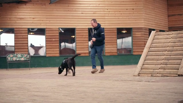 Patru căței din Germania sunt antrenați pentru a descoperi cancerul pulmonar. Cum a fost posibil