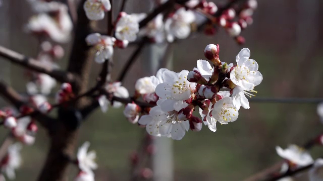 Producția de fructe, în pericol din cauza temperaturilor ridicate. Piersicii şi caişii au înflorit cu o lună mai devreme