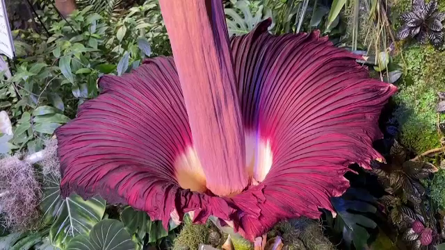 Care este cea mai urât-mirositoare floare din lume. Duhnește a cadavru și înflorește o dată la 10 ani