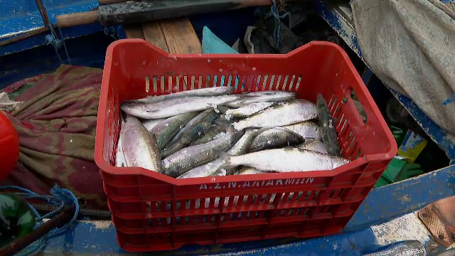 Scrumbia aduce belșug în plasele pescarilor din Constanța. Cât costă un kilogram din peștele atât de apreciat de români