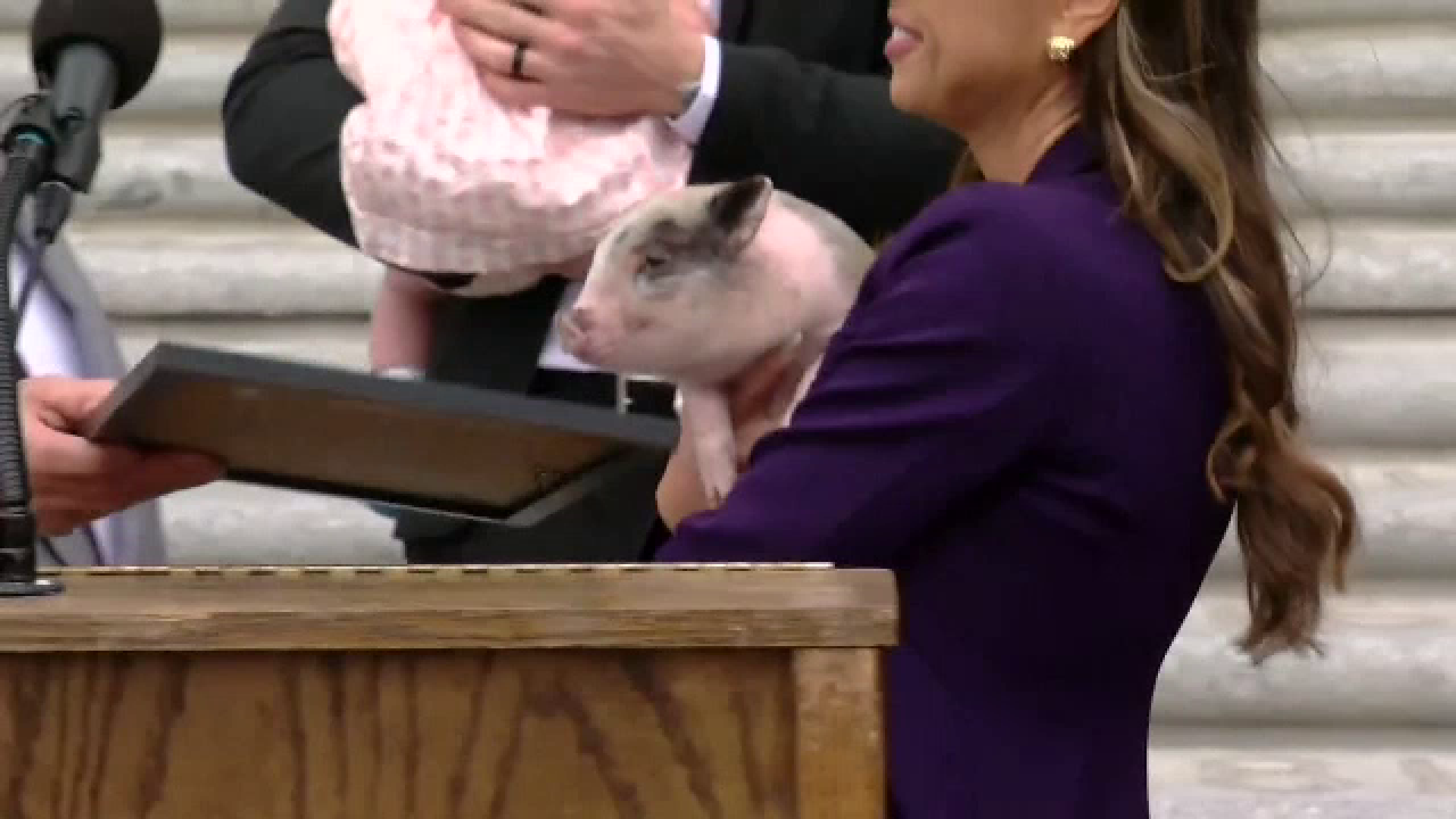 Povestea purcelușului care a făcut furori. A fost adoptat de un oficial de rang înalt