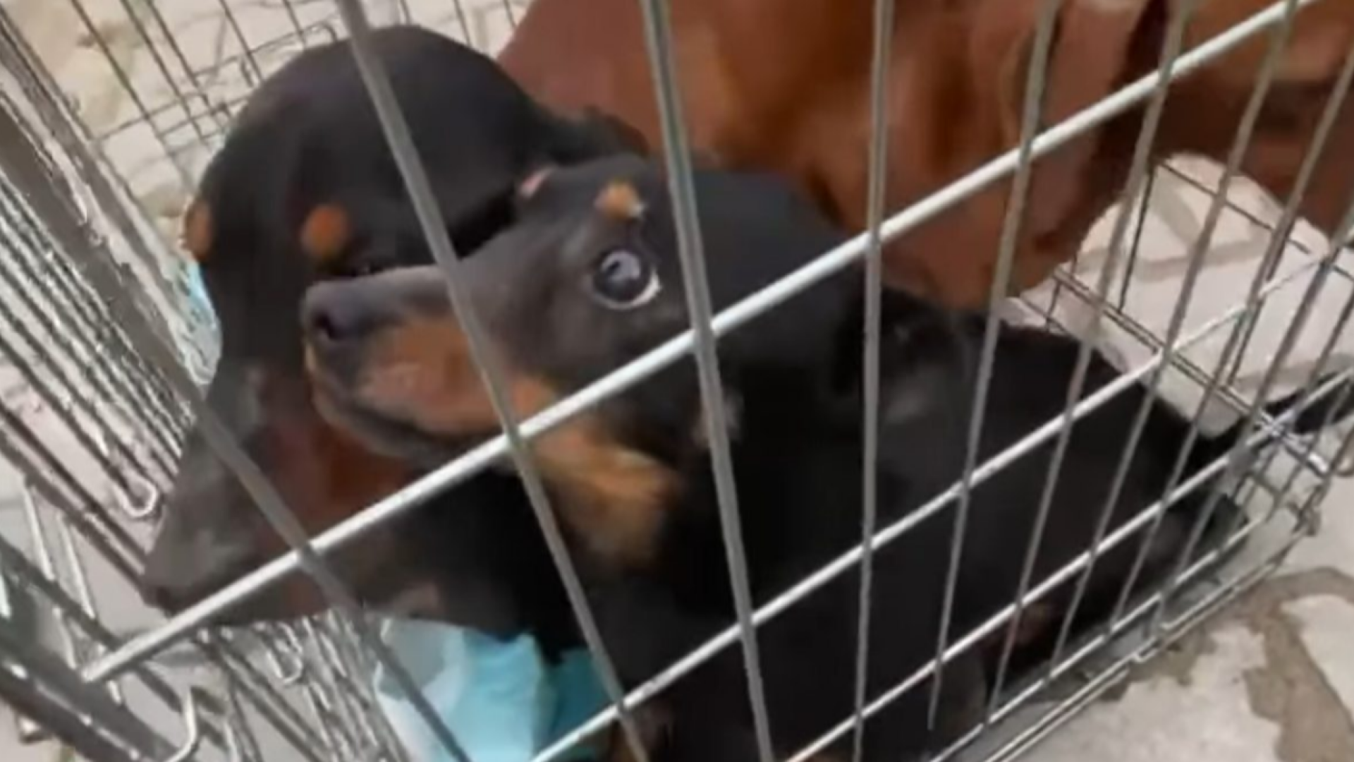 61 de câini, găsiţi într-o gospodărie din Alba. Amenda uriașă primită de proprietară