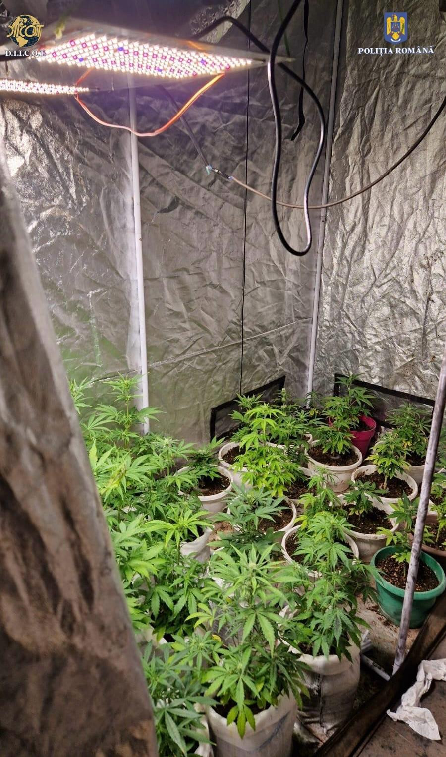 Trei persoane arestate preventiv pentru trafic de droguri, în Oradea. Ce au descoperit polițiștii la percheziţii | FOTO