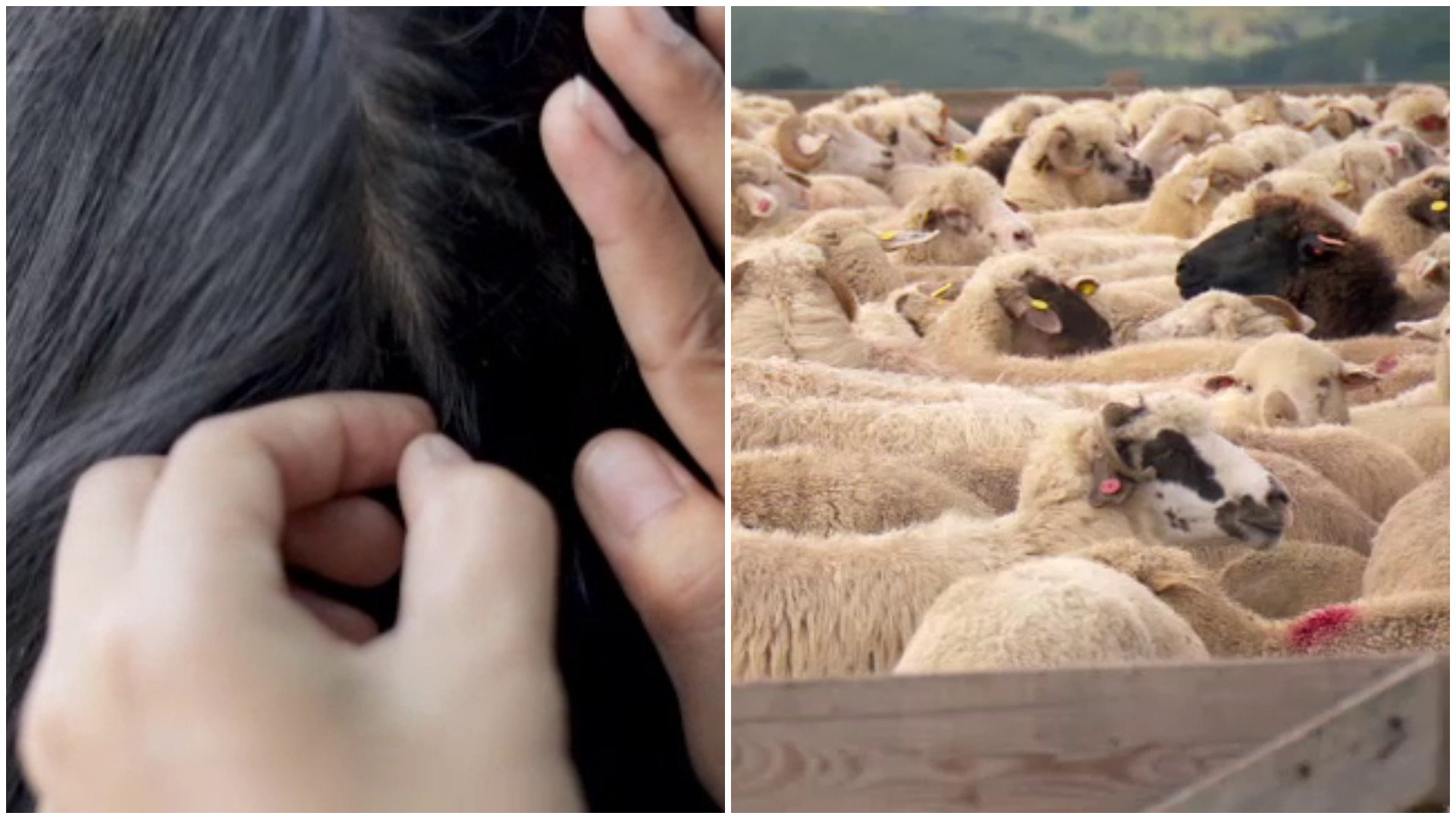 Două fetițe au ajuns la spital după ce au fost spălate de mamele lor cu o substanță toxică. Una dintre ele este la ATI