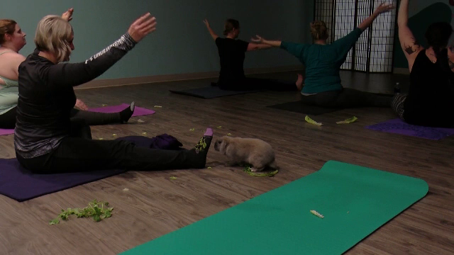 Yoga cu iepurași. Un orășel din SUA a creat cursuri inedite atât pentru relaxarea oamenilor cât și pentru salvarea animalelor