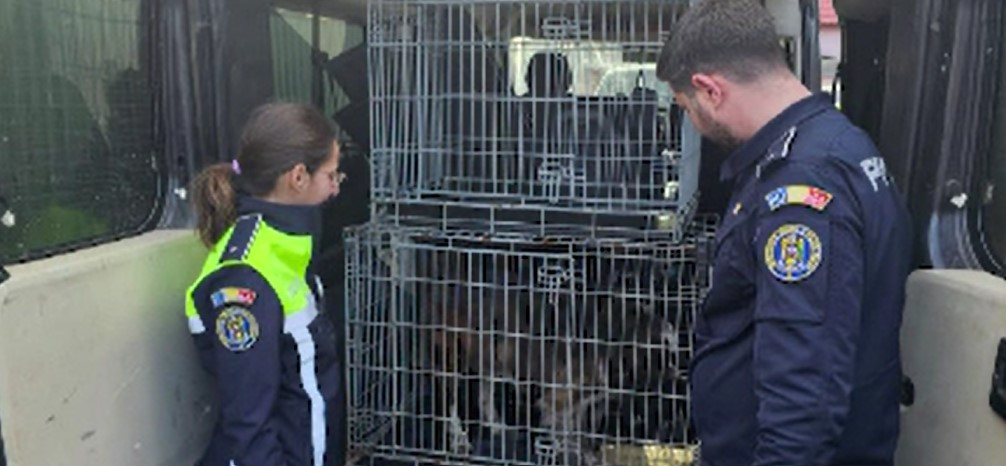 Lupte ilegale între câini, cu spectatori, organizate la Săcele. Doi indivizi au fost reținuți