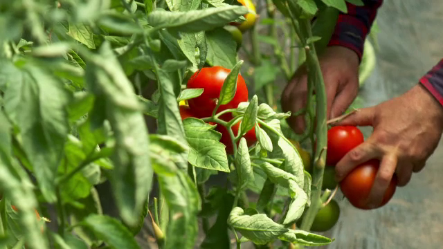 Descinderi la așa-ziși fermieri. Au luat ajutor de la stat prin Programul Tomata fără să pună un răsad de roșii