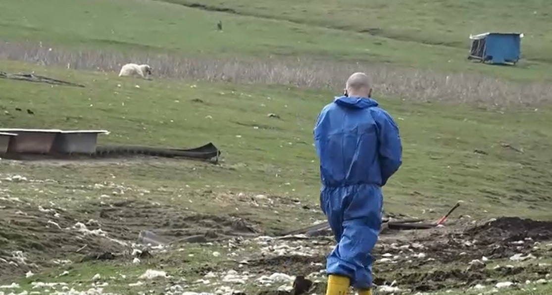 Sute de oi au fost găsite moarte pe un câmp din județul Mureș. Ce au descoperit medicii veterinari la analize