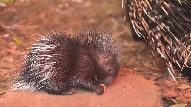Noua mascotă a unei grădini zoologice din Anglia este porcușorul spinos ”Dakari”
