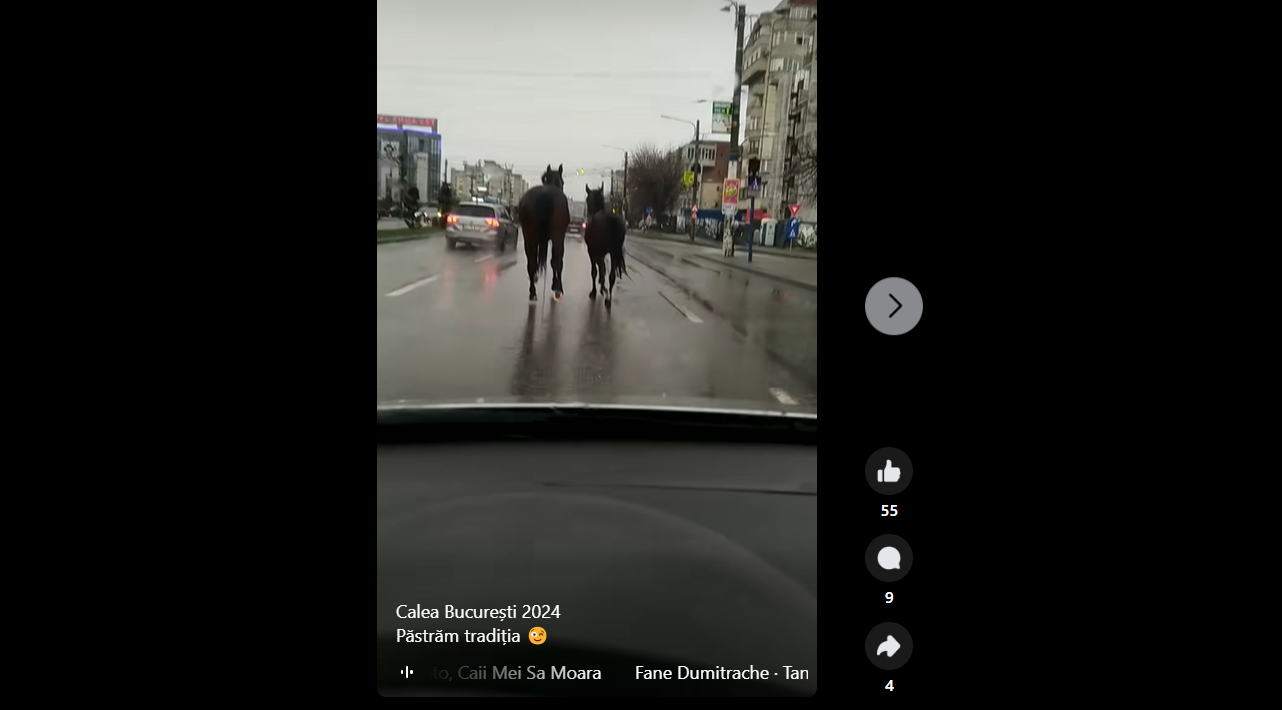 Cai la plimbare nestingheriți pe principala arteră din Craiova. Au fost văzuți pe Calea București | Video