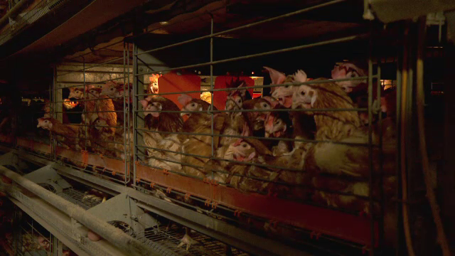 Afacerea cu care vrea să dea lovitura un român. Este complet automatizată. Cât a investit