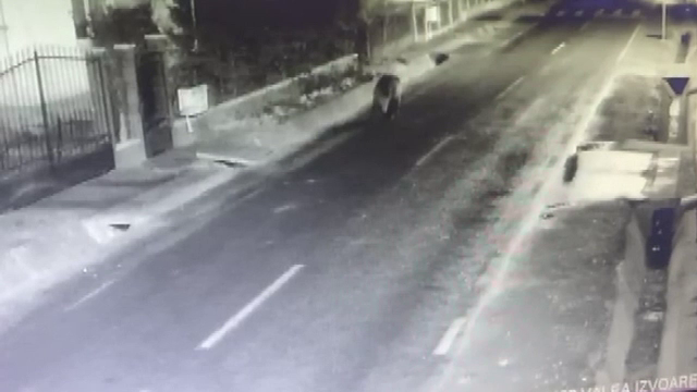 Sat din Mureș terorizat de un urs. Poliția patrulează pe străzi, oamenilor le e frică să mai iasă din case: ”Te mănâncă”