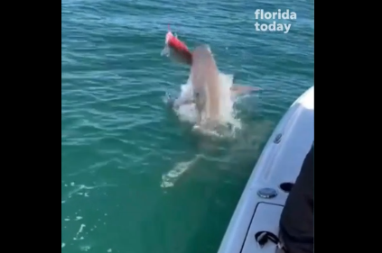 Momentul în care mai mulți rechini se luptă pentru a mânca un pește prins de un pescar în undiță